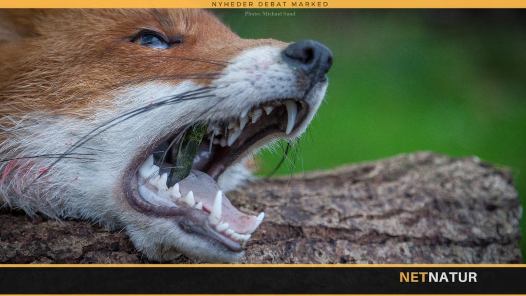 Får dræbt syd for Skagen