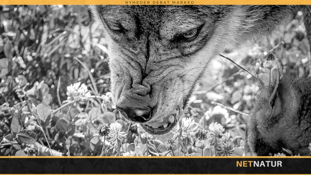 Frygtløs kvinde møde frygtløs ulv i Skagen By