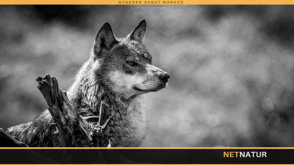 Søren Espersen holder liv i teorien om udsatte ulve