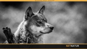 To års fængsel for at dræbe en ulv