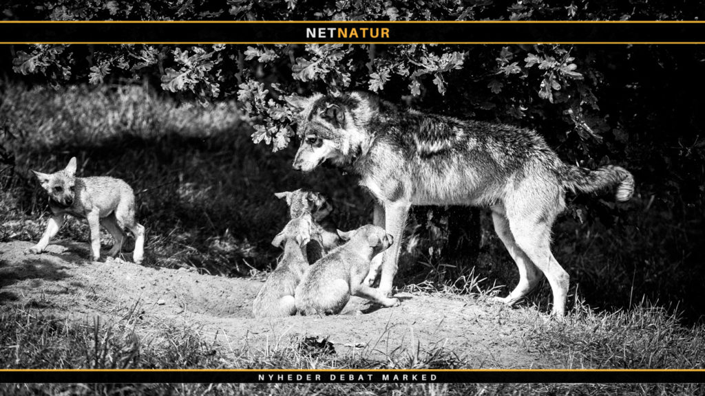 10 mest læste artikler om ulve på Netnatur.dk