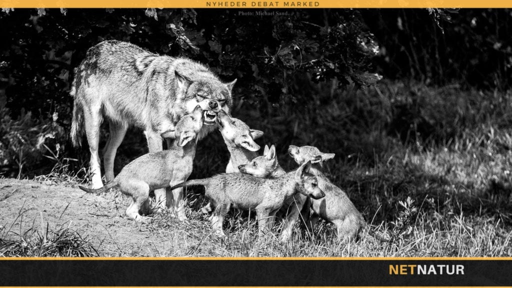 Har Danmark mere end et par ynglende ulve?