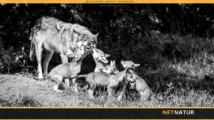 Ulven – tilbage som top-rovdyr i dansk fauna Har Danmark mere end et par ynglende ulve?