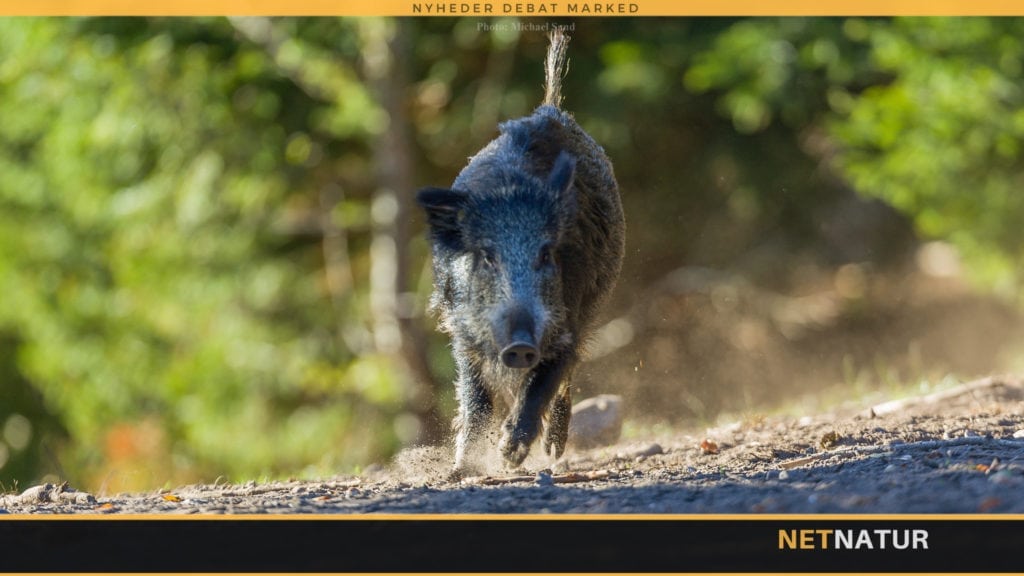 Schleswig-Holsten ønsker ændring af jagtloven