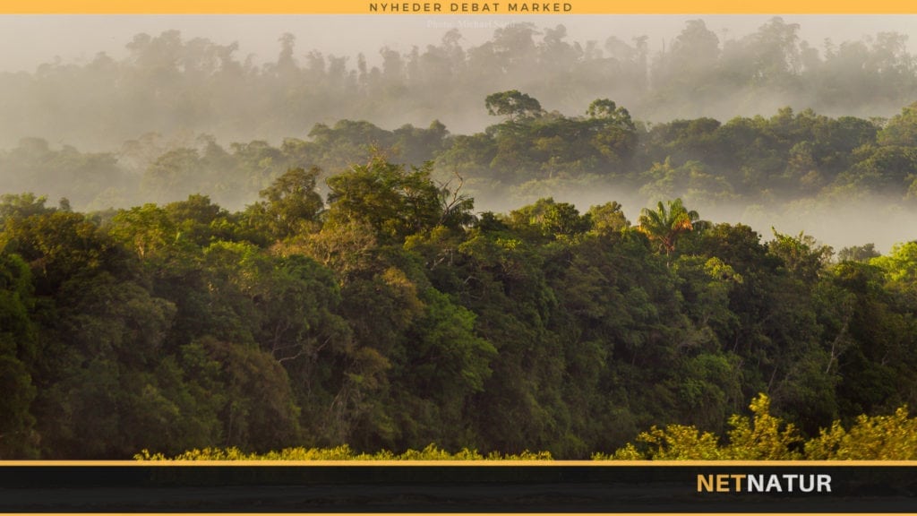 Fluefiskeri efter regnskovens giganter