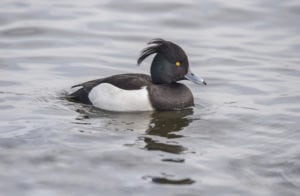 Troldanden - en talrig vinter-logerende