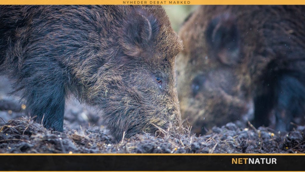 Haveejere i kamp mod tyske vildsvin