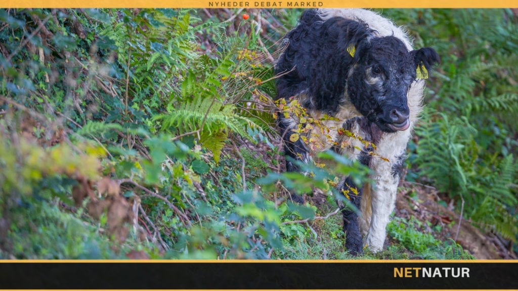 Syv kalve dræbt i nordjysk kvægbesætning