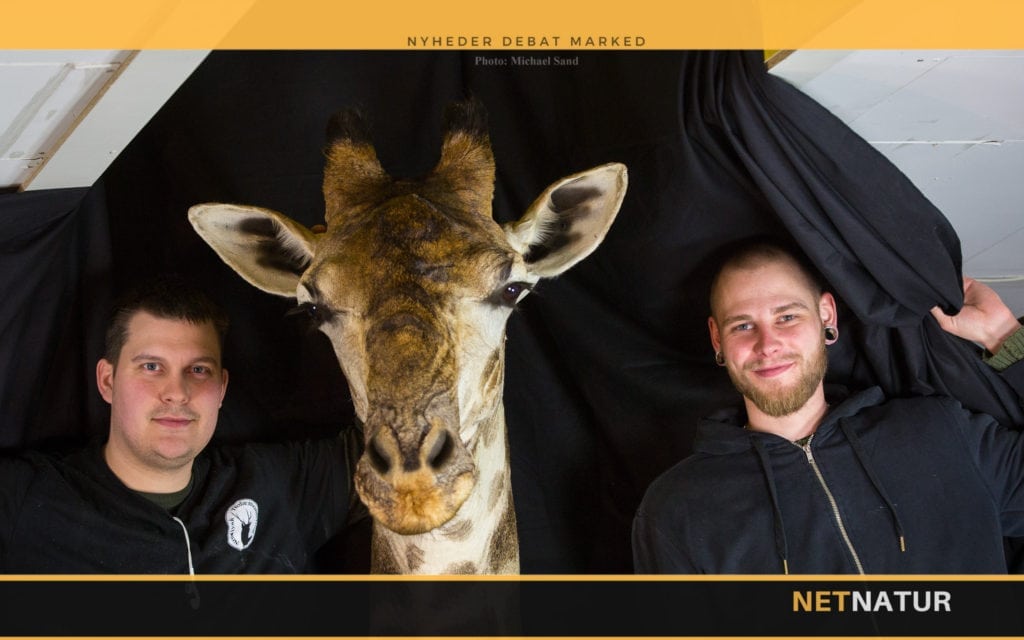 Giraf førte til hul i loftet