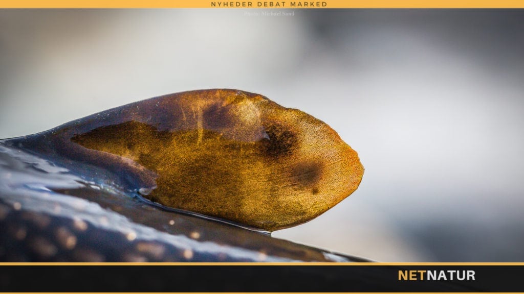 Både laks og ørred på mange gydestryg