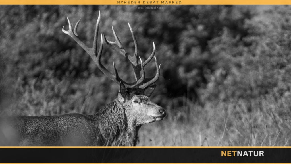 Skotsk jagt i sort og hvid