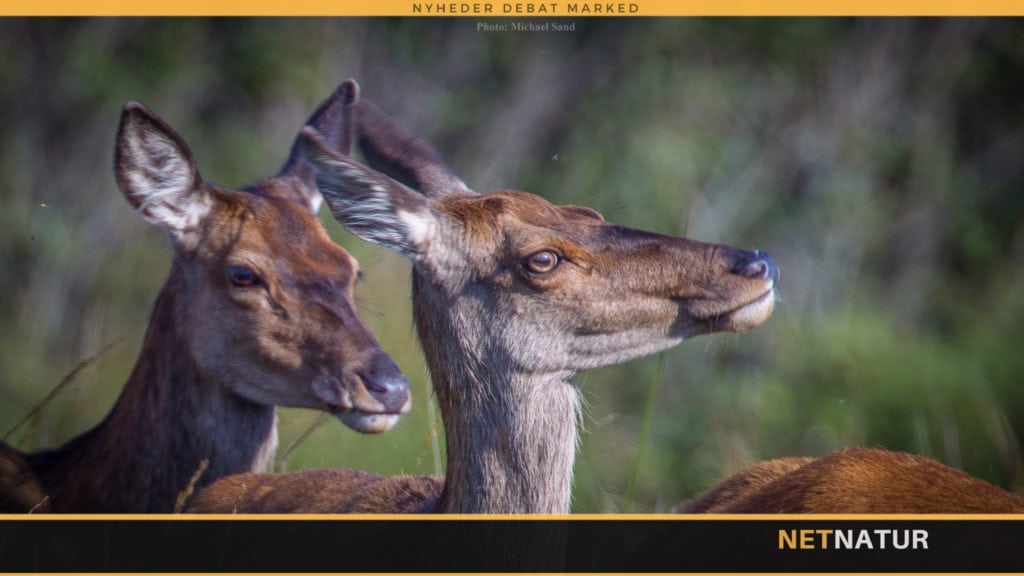 Hvorfor blev udvalgsformand fyret?