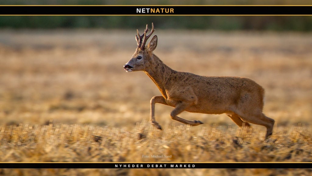 De ”perfekte” kugler