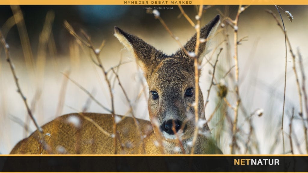 Jagt på rå og lam i Skotland