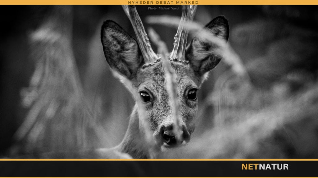 DJ-biolog går i rette med fordomme om råvildtsyge