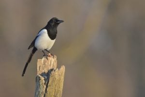 Husskaden – en altædende spurvefugl Husskaden - en altædende rovfugl
