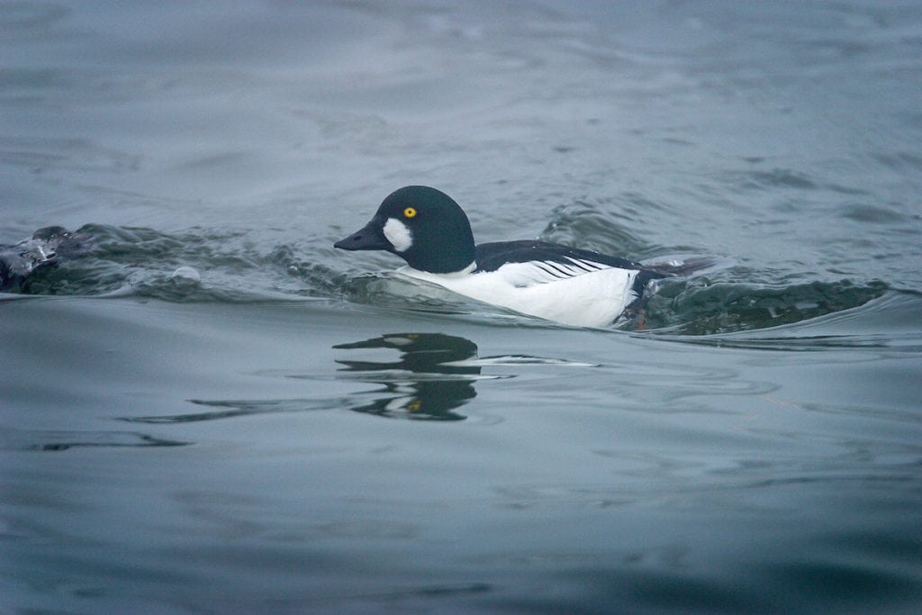 Hvinanden – ændernes svar på en Harrier-jet Hvinanden - ændernes svar på en Harrier-jet