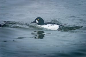 Hvinanden – ændernes svar på en Harrier-jet Hvinanden - ændernes svar på en Harrier-jet