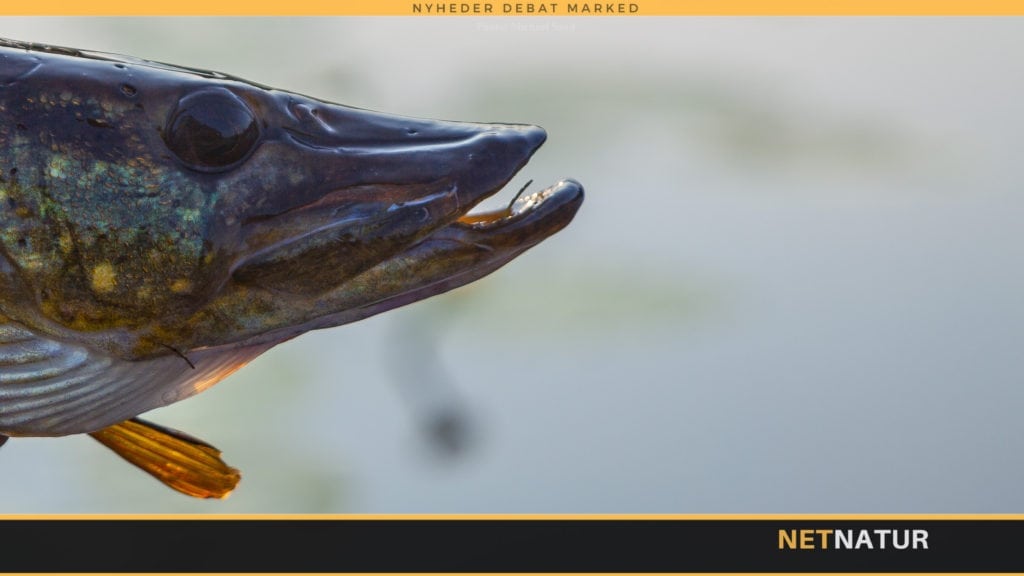 Gedde - kannibal og topprædator