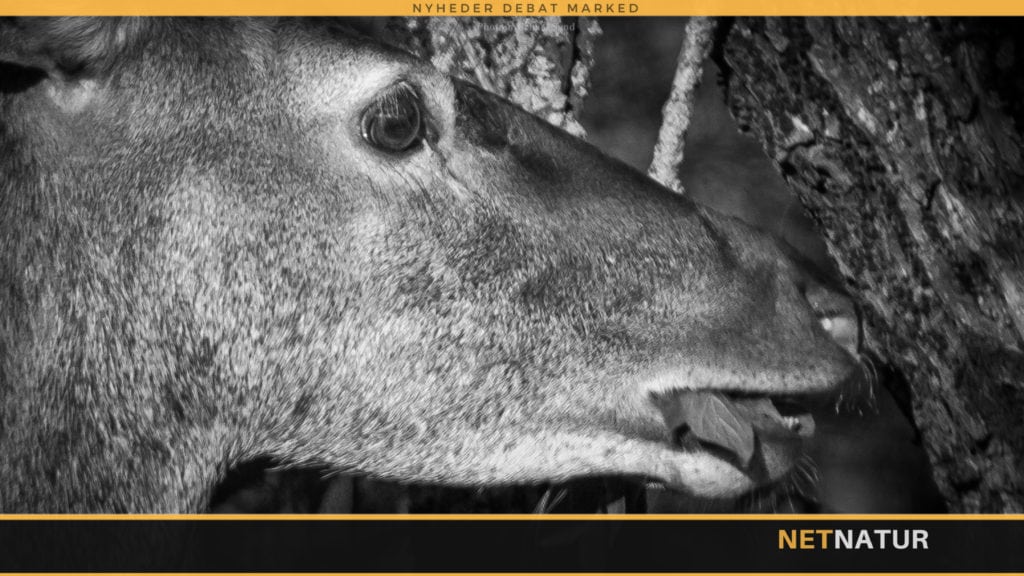 DJ's kæbekampagne støttes ikke af jægerne