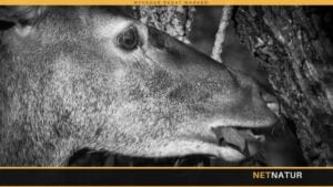 DJ's kæbekampagne støttes ikke af jægerne