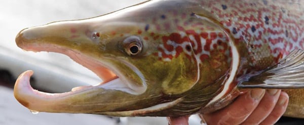 Status for den danske lakssucces