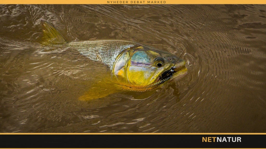 Golden Dorados i Bolivia
