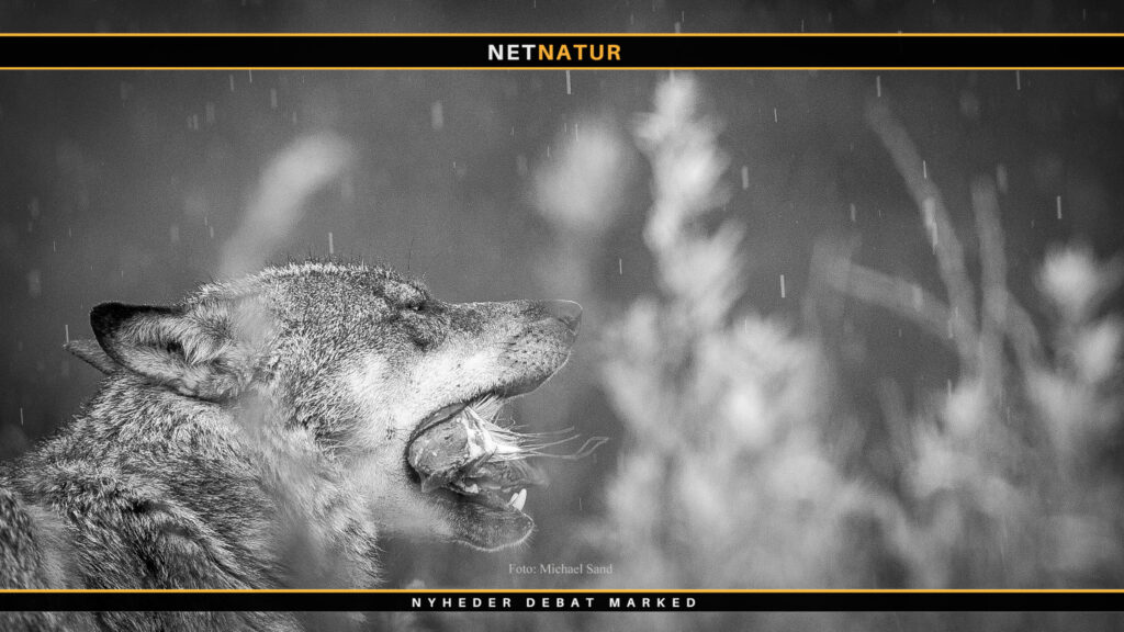 Ulvetider i ulvedebat