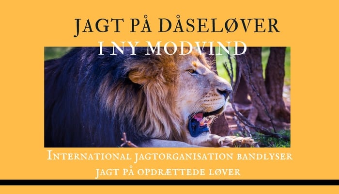 SCI modsætter sig jagt på opdrættede løver