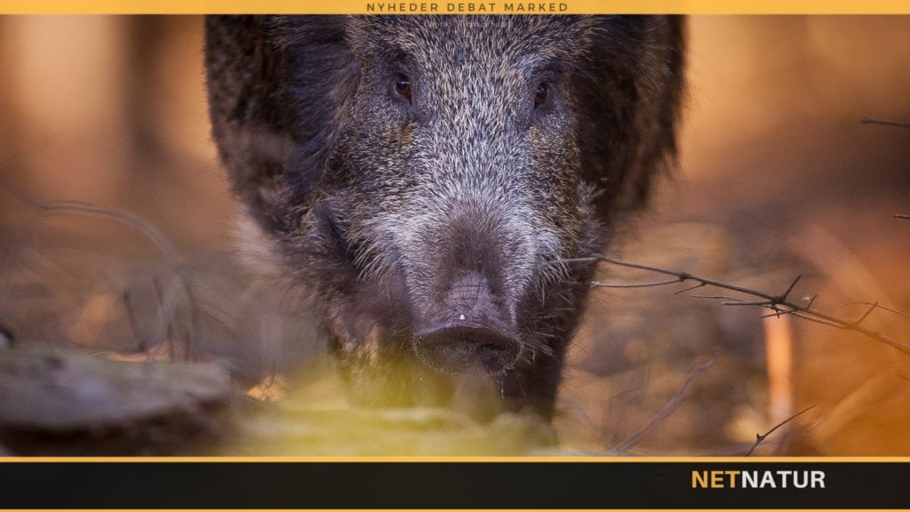 Afhandling frifinder vildsvin som spreder af afrikansk svinepest