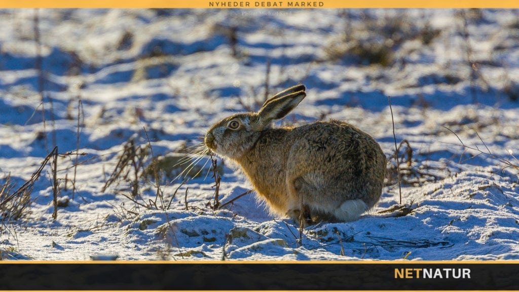 Enlige harekillinger er ikke i nød
