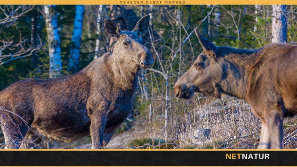 6,5'eren er ikke altid legal til kronvildt og elg!