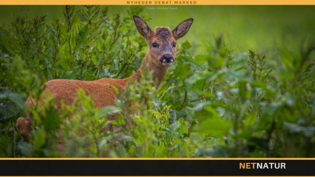 Greve Skov er en ung skov, hvor plantningen af skov startede i 2006. Skoven ligger i et lettere kuperet område mellem Karlslunde og Greve Landsby. Greve Skov er plantet med ekstraordinært mange forskellige træarter, og med mange forskellige bærbærende buske i hegnene Af Naturstyrelsen Den stor variation af træarter er også til glæde for fuglelivet, insekterne og den øvrige fauna, og der er en god og stærk bestand af rådyr i skoven. Området ligger langs Greve Landevej og det er derfor nemt at komme frem til arealet. Arealet er på 105 ha og består af et mønster af bevoksede og åbne arealer. Kort over arealet kan ses i bilag 1 Regler for jagten Det er udelukkende jagten på rådyr, der ønskes udlejet og kun ved anvendelse af riffel eller bue. Endvidere gælder: Der må holdes enkeltmandsjagter (bukkepürsch) i forårsbukkejagten. Enkeltmandsjagt må udøves af jagtlejer/medinteressent og eventuelle gæster. Bukkejagten i foråret skal afholdes i tidsrummet fra solopgang til kl. 07.00. der må ikke afgives skud efter kl. 07.00. Der må jages alle dage. Der må afholdes én jagtdag med fællesjagt eller enkeltmandsjagt i hver af månederne november, december og januar i hver jagtsæson med op til otte deltagere. Disse jagter må kun afholdes på hverdage, dvs. ikke lørdage, søndage og helligdage og ikke mellem 23.12. og 02.01. Der må årligt skydes 16 stk. råvildt, fordelt på 5 bukke under forårsjagten, samt 3 voksent dyr og 8 lam under efterårsjagten. Såfremt udlejer konstaterer væsentlige vildtskader, kan kvoten forhøjes efter aftale med udlejer. Hæves kvoten for bukke forudsættes aftale om højere lejeafgift. Lejer må kun benytte sig af motorkøretøj ved opsætning af skydestiger og afhentning af vildt. Der er mulighed f0r opsætning af skydestiger. Udseende, placering og tidspunkt for opsætning skal aftales med Naturstyrelsen. Der må ikke anvendes løse hunde. Lejeperiode Arealet udlejes for en 5-årig periode fra 01.04.2018 til 31.03.2023 Lejemålet kan forlænges med en yderligere 5-årig periode, jf. jagtlejekontraktens § 2. Afgivelse af tilbud Tilbud på jagtleje skal afgives på tilbudsblanketten, der er vedlagt i bilag 2 Tilbudsblanketten skal være Naturstyrelsen Østsjælland, Fægyden 1, 3500 Værløse, OSJ@nst.dk i hænde senest 26.04 kl 12.00. Tilbud, der modtages efter dette tidspunkt, vil ikke blive taget i betragtning. Ved brug af e-mail skal tilbudsgiveren i emnefeltet skrive: ”Tilbud på jagten i Greve Skov. Må ikke åbnes i postmodtagelsen” Tilbudsgiveren har i alle tilfælde ansvaret for, at tilbud kommer rettidigt frem. Naturstyrelsen antager tilbuddet med den højeste tilbudte pris, med mindre Naturstyrelsen gør brug af muligheden for at indhente supplerende overbud eller Naturstyrelsen vælger, at annullere udbuddet, jf. nedenfor om annullation. Supplerende overbud gennemføres, hvis et eller flere tilbud er på over 100.000 kr. Overbudsrunde gennemføres ved at de tilbudsgivere, hvis tilbud ligger inden for de højeste 20 % af det højeste afgivne bud, får meddelelse om et tidspunkt, hvor de senest kan afgive et supplerende tilbud. Proceduren i cirkulære nr. 7 af 25. januar 2010 om salg af statens faste ejendomme finder i øvrigt anvendelse efter forholdets natur. Naturstyrelsen antager tilbuddet med den højeste tilbudte pris, med mindre udbuddet annulleres. Tilbudsgiver er ved afgivelse af tilbud forpligtet af den pris, der er angivet på tilbudsblanketten. Tilbudsgiver er forpligtet til at vedstå sit tilbud i 1 måned fra tilbudsfristens udløb. Accepterer Naturstyrelsen inden for 1 måned tilbudsgivers tilbud, er tilbudsgiver således forpligtet til at indgå aftale med Naturstyrelsen om den pågældende jagtleje. Tilbudsgiver kan herefter kun udtræde af kontrakten ved anvendelse af jagtlejekontraktens bestemmelser om opsigelse. Udlejer har ret til at afvise lejer, medinteressenter eller medlemmer, hvis de er dømt eller har vedtaget bøde for grovere og/eller gentagne overtrædelser af jagt- og/eller våbenlovgivningen eller på anden måde tidligere har misligholdt en jagtlejekontrakt med Naturstyrelsen. Annullation af udbud Naturstyrelsen har ret til at annullere et udbud af jagtleje, hvis Naturstyrelsen vurderer, at tilbuddene ligger under markedsprisen på tilsvarende lejemål, der for nylig har været udbudt på den lokale enhed eller andre lokale enheder, eller hvis Naturstyrelsen har en anden ikke usaglig begrundelse for annullation. Jagtlejekontrakt Der indgås aftale om lejemålet på baggrund af den jagtlejekontrakt, der er vedlagt i bilag 3. Yderligere oplysninger Der kan være fremvisning af arealet. Hvis du ønsker at få fremvist arealet, bedes du tilmelde dig på mail til Stephan Springborg ssp@nst.dk Fremvisningen vil finde sted den18.4. kl 16.00. Du vil få oplyst mødested ved tilmeldingen. Yderligere oplysninger kan indhentes hos Naturstyrelsen Østsjælland v. vildtkonsulent Stephan Springborg, ssp@nst.dk. Alle spørgsmål skal stilles skriftligt. Spørgsmål og svar på spørgsmål vil blive gjort tilgængelig på Naturstyrelsens hjemmeside: http://www.naturstyrelsen.dk/Naturoplevelser/Jagt/Statsskovene/Jagtudleje/.