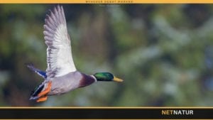 Gråanden – alt andet end grå Gråanden - alt andet end grå