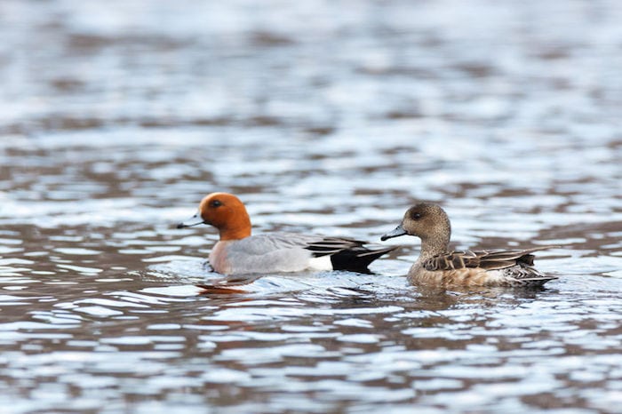 Pibeanden - den brunnakkede svømmeand
