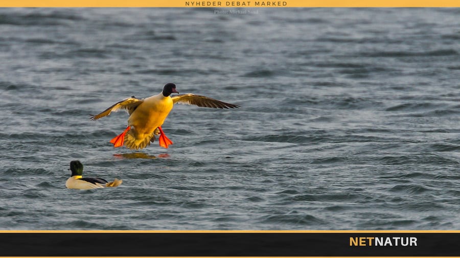 Stor skallesluger - en farverig fisker