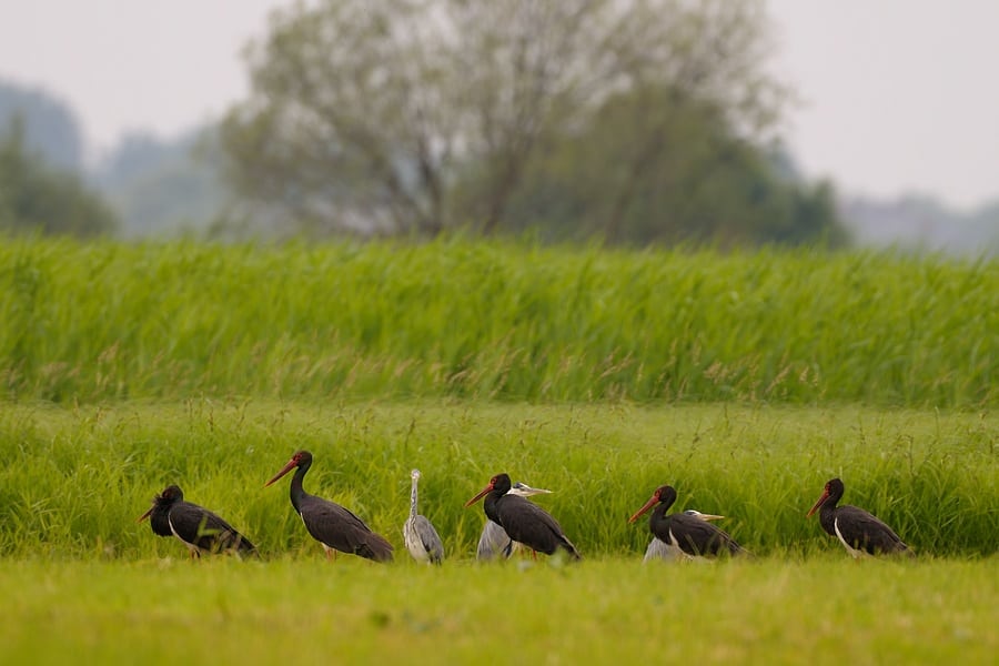 Sort stork - omstrejfer på gæstevisit