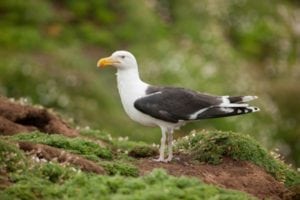 Svartbag – vores største mågeart Svartbag - vores største mågeart