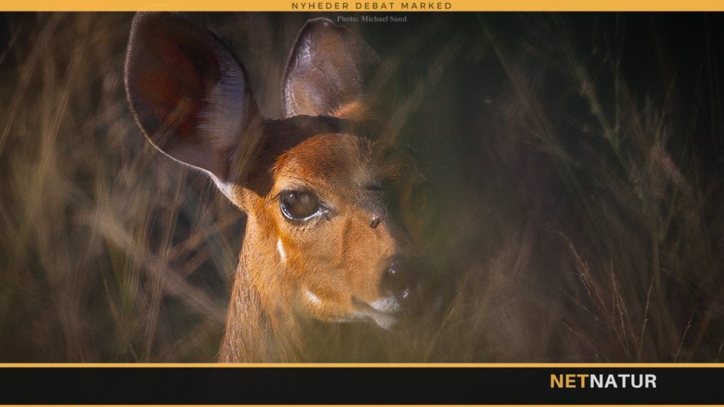 Flodhest beskytter Bushbuck i knibe