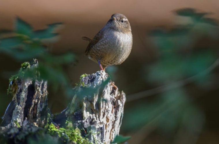 Gærdesmutten har det hårdt i kulden