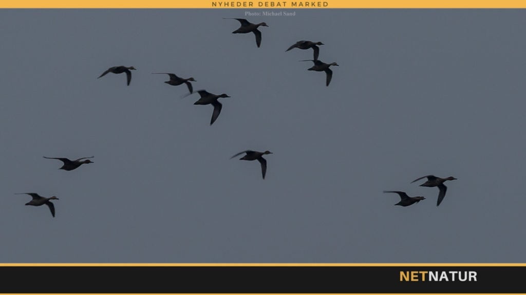 Andejagt i levende billeder