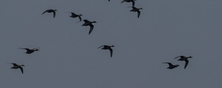 Andejagt i levende billeder