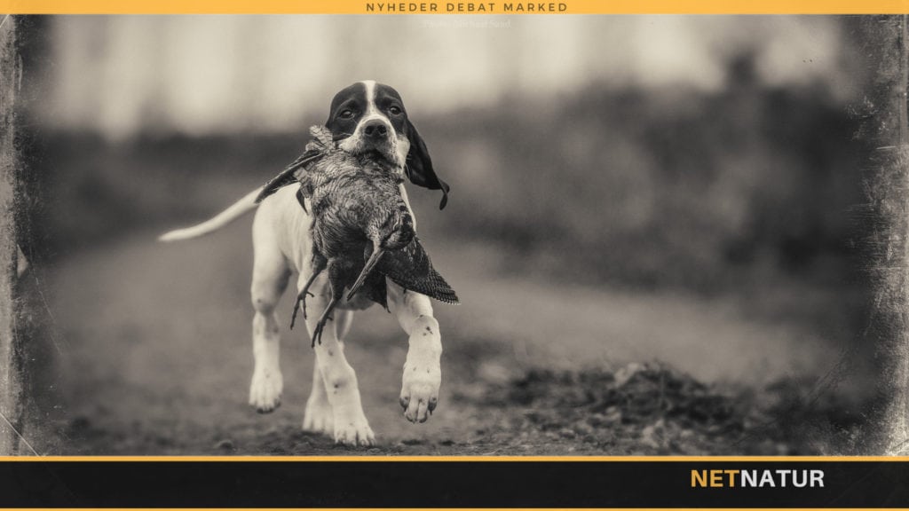 Dansk Pointer Klub fylder 100 år Dansk Pointer Klub fylder 100 år