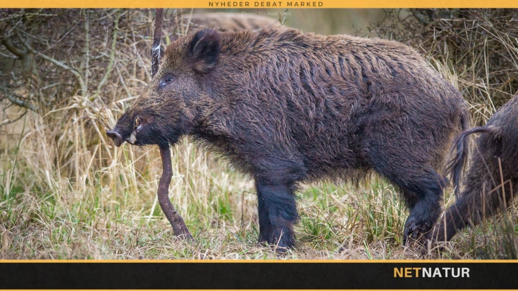 Hvordan ser EU på planlagt grænsehegn?