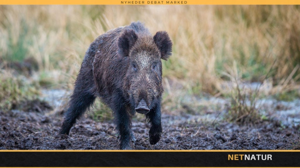Borgermøde om vildsvinehegnet