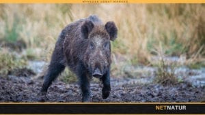 Borgermøde om vildsvinehegnet