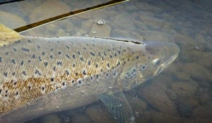 Laksen – kongen i de danske vandløb Laksen - kongen i de danske vandløb