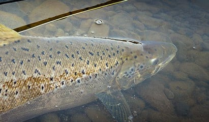Laksen – kongen i de danske vandløb Laksen - kongen i de danske vandløb