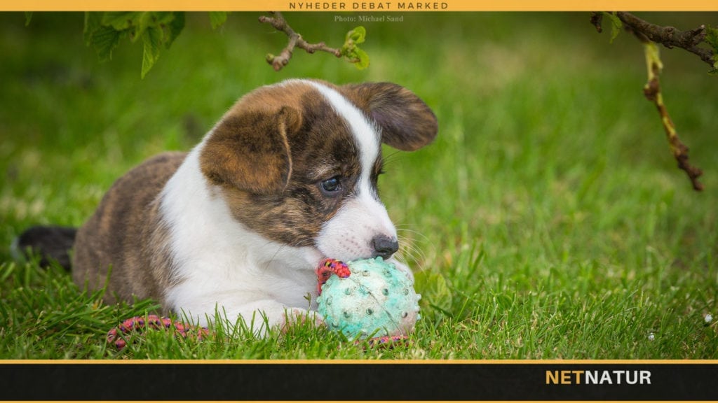 Hunde søger nye ejere