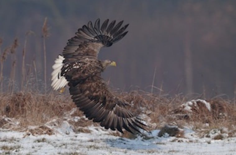 Endnu en rovfugl dræbt af udlagt gift